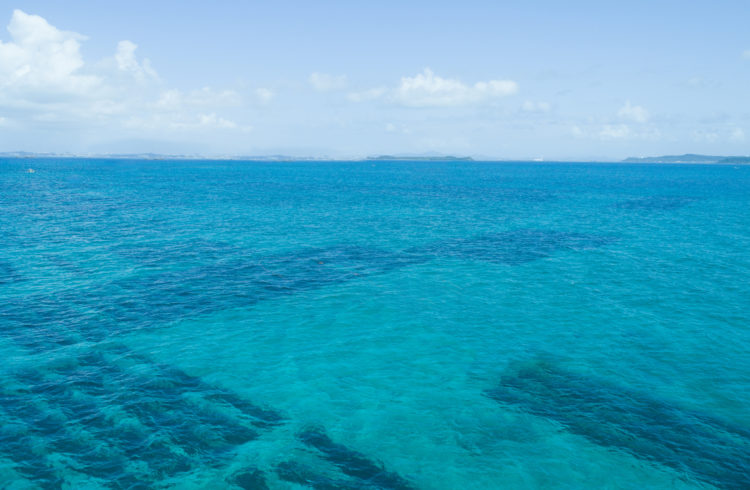 Okinawa Mozuku