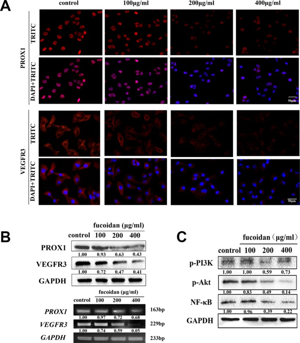 Fucoidan Inhibits Lymphangiogenesis by Downregulating The Expression of ...